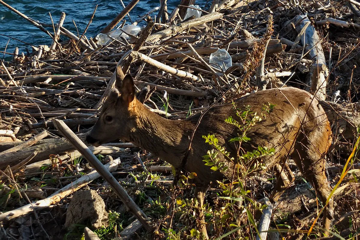 How to Visit Deer Leap Lookout in Karlovy Vary