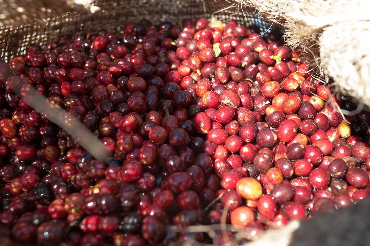 Best Specialty Coffee Roasters in Plzeň: 2026 Guide