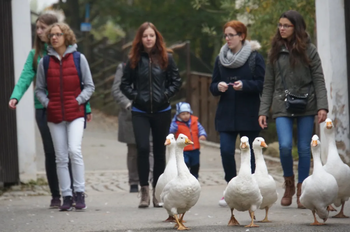 10 Best Things at Plzeň Zoo and DinoPark (2026 Guide)